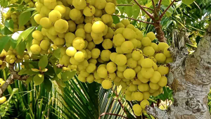 buah ceremai segar 1kg TERMURAH