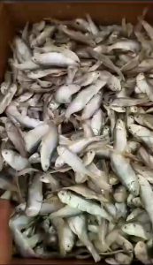 ikan asin BILIS cop / asli kering 1kg