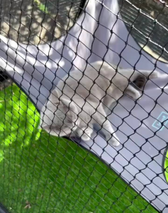 HAMMOCK KUCING KAIN FLEECE 50×40 CM - PTTY#5