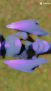 Full Body Halus Honda Beat Karbu Lama Warna Lembayung Nardogrey Ungu/lembayung cat custom