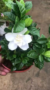 Pokok Bunga Wangi Bunga Cina Katik/Gardenia Katik/Dwarf Gardenia