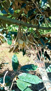 Dụng Cụ Cào Bông Hoa Sầu Riêng