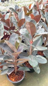 ต้นยางอินเดียดำ กระถาง 10 นิ้ว ต้นฟอร์มสวย