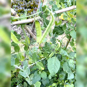 BENIH KAPRI MANIS IMPORT (KEMASAN ORIGINAL)