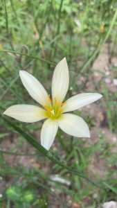 หัวดอกบัวดิน Bangkok Yellow ชุด 4 หัว 12 บาท บริการมากยิ่งขึ้น ราคาเสนอที่พร้อม