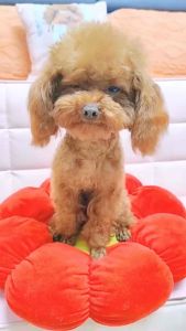 (HCM) Vòng cổ có chuông mèo thần tài đáng yêu xinh xắn cho chó mèo