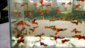 Silverado Golden Red Tail Dumbo Guppy (Male & Famale)