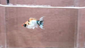 Red Head Balloon Molly Fish(Female) 红头短身气球茉莉鱼(母)❗️(Not random fish)❗️Fish same as order❗️28