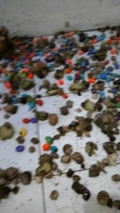 KELOMANG/KEONG HIDUP 5 PCS (karakter campur/randomkalau mau 1 karakter chat penjual)