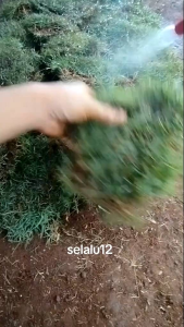 MURAH!! RUMPUT PEKING / JEPANG UK. 50×50 CM (TERLARIS)