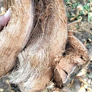 Sabut kelapa isi 10pcs