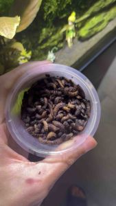 30G Live Black Soldier Fly Lava / 30G活生生的黑水虻蛹