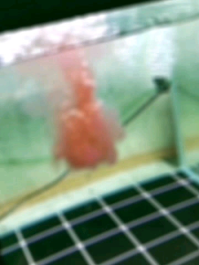 PSB BAKTERIA FOTOSINTETIK 500ML PERCUMA 30ML CAWAN