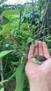 Cây nàng nàng (gốc giống ngẫu nhiên)