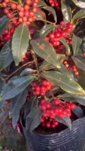 #ต้นมหาเฮง #ลูกสีแดงสด #ออกลูกเป็นพวง สวยงามมาก  #ต้นมหาเฮง (Christmas Berry Coral กระถาง6-7นิ้ว60-70cm