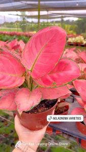 TKL - Aglaonema Ruby Pink/Chinese Evergreen Ruby/Aglaonema Black Rose 吉利红粉色粗肋草/黑牡丹/黑玫瑰粗肋草