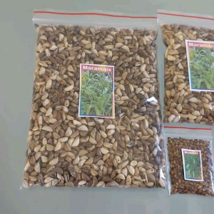 Forage Grass Seeds Mulato Maramais Mombasa at iba pa
