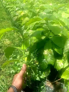 Promo Beli 5 Bonus 1 bibit kopi Arabika super / bibit kopi robusta unggul / Bibit kopi super lebat / Bibit Kopi Arabika terlaris