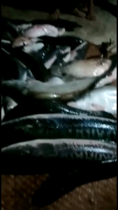 alat cari ikan perahu Big jumbo