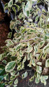Ficus Benjamina Variegated -  - Pokok Ara Gantung Variegated - वरिगेटेड फिकस बेन्जामिना Ficus Benjamina – Air-Purifying Variegated Leaves Tropical Tree Elegant Foliage Indoor/Outdoor LIVE PLANT