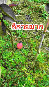 ราคา Early Bird แดงศรีสะเกษ3 ต้นเสียบยอด สูง60-70ซม.