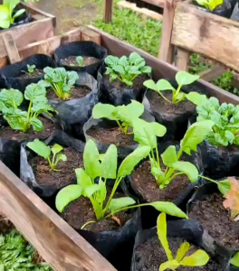 30 BUTIR BIJI/BENIH BAYAM JEPANG GIANT NOBEL