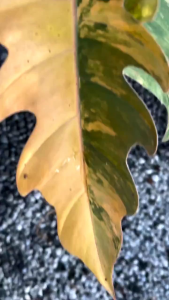 Philodendron caramel marble variegatedด่างเหลืองด่างแล้วไม่ต้องลุ้นคัดด่างส่งปลูกธรรมชาติไม่ต้องอบ