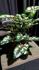 DECORATIVE PLANT 65CM ARROWHEAD COLOR:WHITE/GREEN  MATERIAL:PE+PP