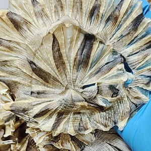 ปลากระเบนวงตากแห้ง วงละ25 บาท ซื้อ4แถม1 ราคา 99 บาท