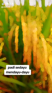 Benih bibit padi SEDAYU BERKUALITAS TERBAIK kemasan 5kg