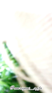 Massage Minyak Bulus Rahasia Tradisional