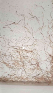 bibit ikan sidat 100 ekor+bonus 20-40 ekor ( glass eels bicolor)
