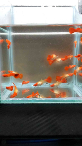 （孔雀鱼）koi白化红头 1套3对 (Guppy) Koi albino red head 1 set of 3 pairs