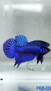 (Show Grade) Betta Mahachai Royal Blue MHB-03(Male) Selected Fish same as photo