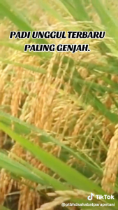 Benih Padi Hibrida Mapan 02 Berkualitas Unggul Kemasan 5kg