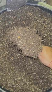 ดินปลูก ดินพรัอมปลูก ดินดีมีชัยไปกว่าครึ่ง พร้อมปลูก สมุนไพรสายเขียว และ พืชพันธุ์ ไม้งาม