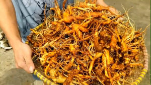 Sâm trường bạch già ngon 1Kg