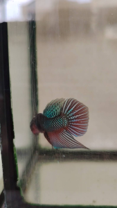 Haftmoon Plakat Betta Fish - Smaragdina 3