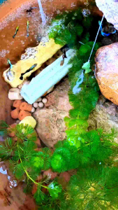 นีออน (Neon) ปลๅหางนกยูงสีสวย