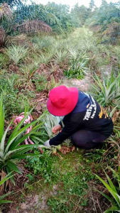 หน่อสับปะรดพันธ์ปัตตาเวียชุด50หน่อ แถม2ราคาน้อยกว่าทุกร้าน