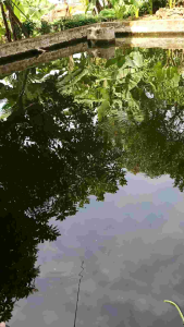 Essen Ikan Berkualitas untuk Nila, Bawal, Lele & Patin