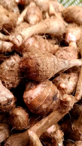 เผือกแดงเล็กหรือมันแดงใหญ่...8..ขีด