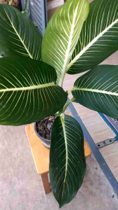 ต้นบารมีเศรษฐีต้นไม้มงคลเสริมทรัพย์และบารมีช่วยฟอกอากาศและตั้งวางในร่มหรือประดับในบ้านได้ส่งต้นตามรูปต้นใหญ่มากค่ะ