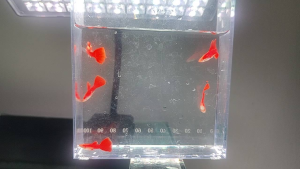 Albino Full Red Live Fish 1 Pair Aquarium Fish for Pet Supplies