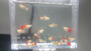 Santa Gold almost super Short body guppy line koi santa fish (1 pair) for aquariums.