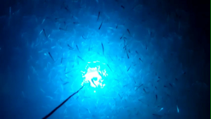 PAKET SET 5 KANCO AKRILIK (5mili) + DUDUKAN LED PENGUMPUL IKAN