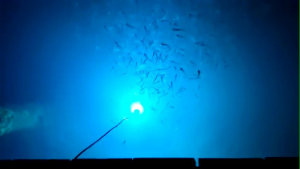 Paket Set Kanco 7 Akikrit & Dudukan LED Biru Pengumpul Ikan