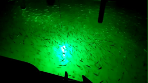 PAKET SET 9 KANCO AKRILIK ANTI BADAI + DUDUKAN LED HIJAU PENGUMPUL IKAN