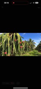 Thuốc trừ sâu EXAMI 20WG Hoạt chất: Flonicamid ... 20% w/w + Special Additives ... 80% w/w HOẠT CHẤT LƯU DẪN - MỚI NHẤT HIỆN NAY DIỆT SẠCH CÁC LOÀI CHÍCH HÚT 100g Thuốc Trừ Sâu Hiệu Quả Cao - Lazada