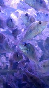 Sveni Eartheater /Ornamental fish/Freshwater/Readystock